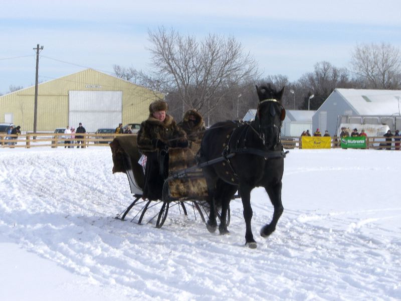 Mariah pulling the Sleigh Mariah pulling the sleigh
