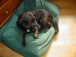 Belle loves to lounge.  Here she is laying on Emmet's bed.
