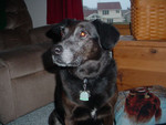 Belle has aged very gracefully.  The more gray she gets in her face, the more distinguished she looks.