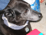 Dog....Dog.....Grey Dog!