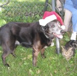 Santa Belle is coming to town!