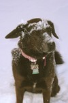 Snow Belle!
