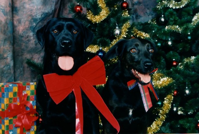 Daisy and Belle posing for a Christmas portrait.
