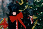 Daisy and Belle posing for a Christmas portrait.
