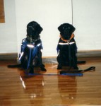 Young Service Dog In Training