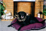 Daisy, lounging on a pillow for the annual Humane Society "Pose Your Pet with Santa" fundraiser.