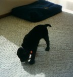 Daisy as a puppy.