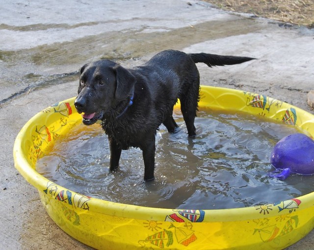 Emmet in the Pool Emmet in the Pool.