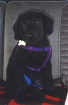 Emmet, as a young puppy, seat belted into our Jeep.