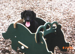 Puppy playtime!