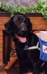 Emmet's Holiday picture for 2000.  This picture was taken at the Animal Humane Society's "Pose Your Pet With Santa" fundraising event.