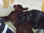 Emmet likes to hang out with our other dogs.  In this photo, he is hanging out with Gordy, our Chocolate lab.