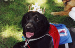 A young Prince Emmet, relaxes in the shade on a hot July afternoon.  Emmet was voted to be the Helping Paws Raspberry Festival Prince for the "Canine Court" in the summer of 2000.