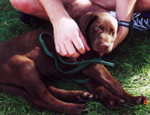 Gordy, the very young puppy, waking up from a nap in the September sun.