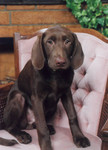 Gordy's annual portrait.  This photo was taken in November of 2000.