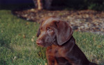 Gordy was easy to photograph, especially in the late afternoon sun.