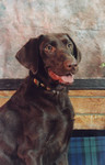 Gordy's annual potrait.  He was two years old in this photo.