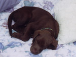 Gordy, the puppy, snoozing on the end of our bed.
