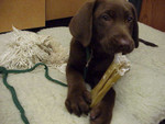 Gordy, the puppy, enjoying a nice pressed rawhide bone.