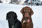 Gordy hanging out with Emmet in the Winter of 2001.