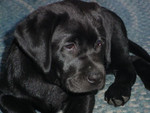 A closeup of Holly's face, just a few days after we got her.