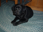 Holly laying under our kitchen table, just a few days after we got her in the Spring of 2003.
