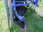 Holly joined me at the Helping Paws Run & Romp fundraising run in May of 2003.  It was a hot day and being a black dog, she looked for shade anywhere she could get it.  She quickly found out that laying underneath a wheelchair works quite nicely.