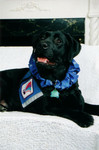 Holly's Holiday photo.  This photo was taken at the Animal Humane Society's "Pose Your Pet With Santa" event.