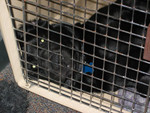 Holly sleeps in a kennel.  I took this photo one morning when I noticed she was sleeping upside down with her nose pressed against the kennel door.  Despite how it looks, she actually likes sleeping in her kennel.