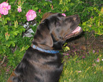 Holly sitting next to the bushes in our yard.  It took forever to take this picture because she just wouldn't sit still!