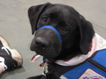Holly looks back at me with her big brown eyes while we wait for our turn at the Minnesota State Fair Pet Building Demonstration in August of 2003.