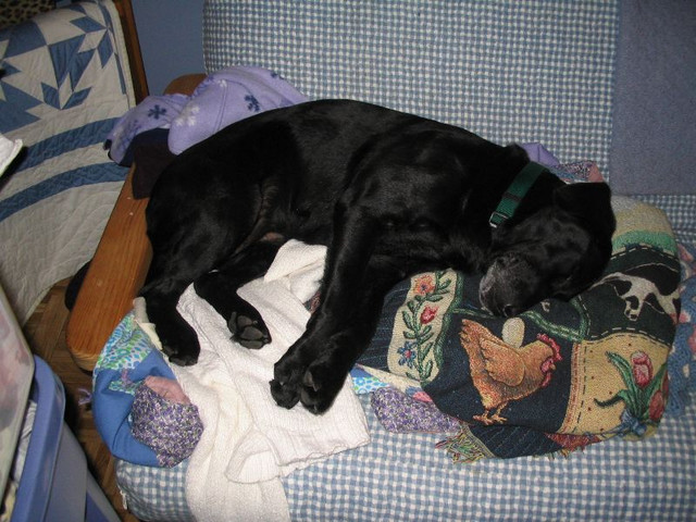 Nothing like a little cat nap.....er....dog nap!