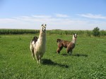 Highlight for Album: Llamas