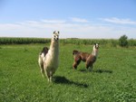 Placoon and Catazo enjoying a sunny afternoon in their new home.