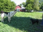 Llama meets dog -- dog is scared and runs away.