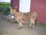 The Donkey Arrives