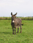 Happy Donkey