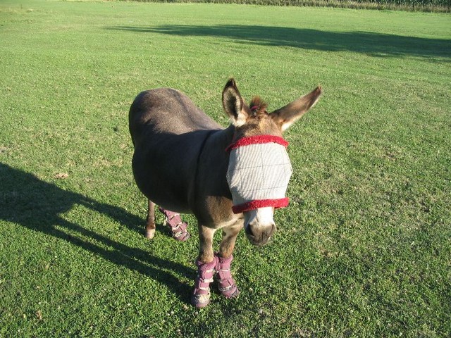 Anybody know if the Minnesota Wild is interested in a new goalie?