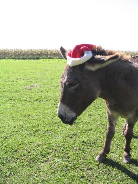 Do you think Santa will let me be a reindeer this year?
