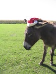 Do you think Santa will let me be a reindeer this year?