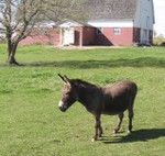 Beautiful fall day in the pasture.