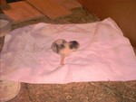 PDC_0012.JPG