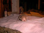 PDC_0014.JPG
