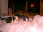 PDC_0018.JPG