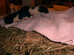 PDC_0019.JPG