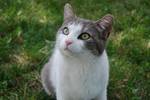 Highlight for Album: Barn Cats