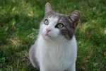 Smokey the cat.