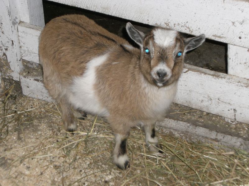 Casey the Goat Casey the Goat
