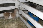 Goat meets Llama