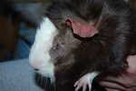 Cinnamon after he had an eye surgically removed.